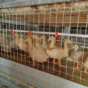養(yǎng)鴨設(shè)備龍門式上料機